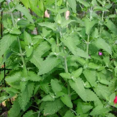 Echte Katzenminze, Bio