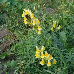 Echtes Leinkraut, Bio