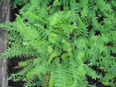 Echtes Mädesüß, Bio