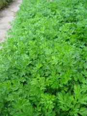 Einfache Schnitt 3, Bio