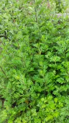 Einjähriger Beifuß, Bio