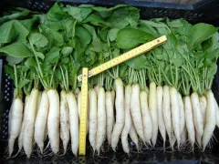 Eiszapfen, Bio, Mini-Pack