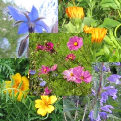 Essbare Blüten-Mix, einjährig, Bio