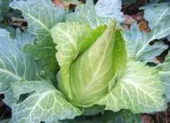 Filderkraut, Bio, Vorteilspack