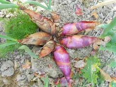 Florentiner Rose, Bio, Mini-Pack