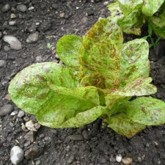 Forellenschluss, Bio