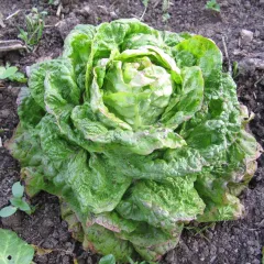 Gaindorfer Winter, Bio