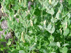 Gelbe Golden Sweet, Bio