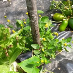 Gelbe Parakresse, Bio