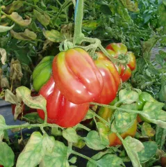 Gezahnte Bührer-Keel, Bio