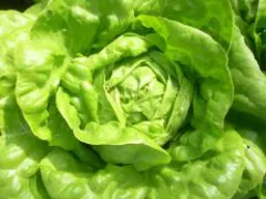 Gloire de Nantes, Bio