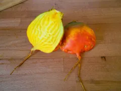 Golden, Bio, Mini-Pack