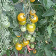 Green Grape, Bio, Vorteilspack