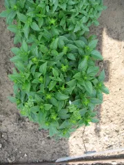 Griechisches Busch-Basilikum, Bio