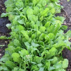 Großblättrige Gartenkresse, Bio