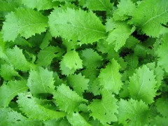 Grün im Schnee, Bio