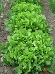 Grüner Escariol, Bio