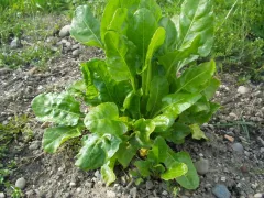 Grüner Schnittmangold, Bio