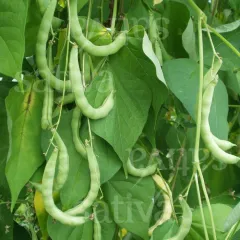 Grünes Posthörnchen, Bio