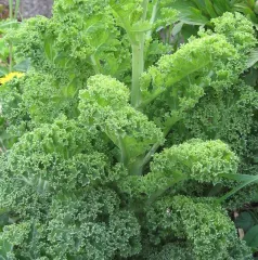 Halbhoher Grüner Krauser, Bio