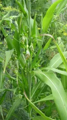 Hiobstränengras, Bio