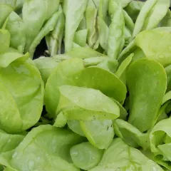 Hohlblättriger Butter, Bio