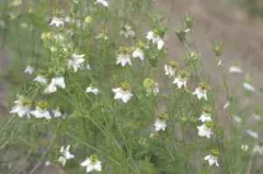 Jungfer im Grünen, Bio