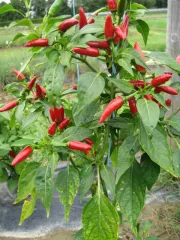 Kleines rotes Teufelchen, Bio