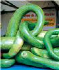 Kletterzucchini, Bio