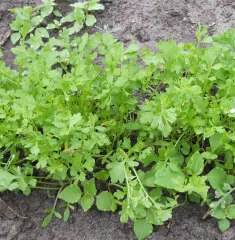 Kresse, Bio, Großpackung