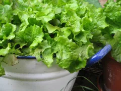 Lattughino rosso, Bio