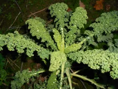 Lerchenzungen, Bio, Mini-Pack