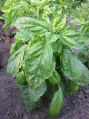 Mammuth Riesenbasilikum, Bio