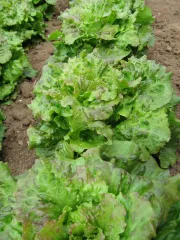 Maravillo de Verano, Bio