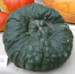 Marina di Chioggia, Bio