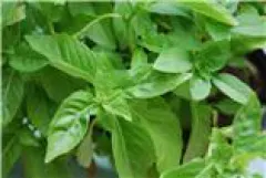 Marseiller Basilikum, Bio