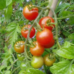 Mexikanische Honigtomate, Bio