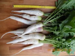 Neckarruhm, Bio, Mini-Pack