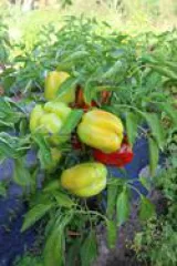 Neusiedler Ideal, Bio