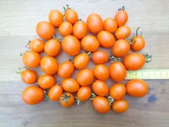 Orange Eiförmige, Bio