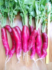 Ostergruß Rosa 2, Bio, Mini-Pack