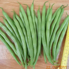 Pergousa, Bio, Mini-Pack