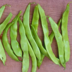 Pfälzer Juni, Bio, Mini-Pack