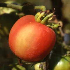 Pfirsichtomate, Bio