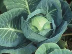 Premstättner Schnitt, Bio