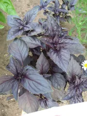 Purpur-Basilikum, Bio