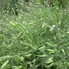 Rattenschwanz-Rettich, Bio