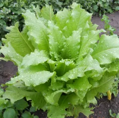 Regina dei Ghiacci, Bio, Mini-Pack