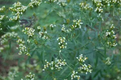 Riesengewürztagetes