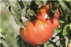 Rindfleischtomate, Bio